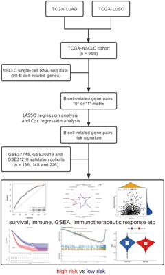 Construction of a B cell-related gene pairs signature for predicting prognosis and immunotherapeutic response in non-small cell lung cancer